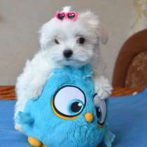 Мальтезе Щенки, в Самаре