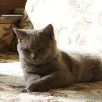 Британский котенок из питомника Mendeleev, в Люберцы