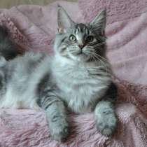 Котёнок мейн кун из питомника, в Санкт-Петербурге
