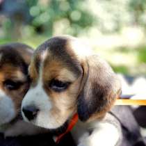 Бигль Курган, в Кургане