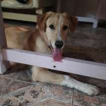 Отдам щенка 5 месяцев, в Москве