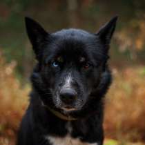 Голубоглазый Диксон &ndash; яркая внешность, яркий характер!, в Москве