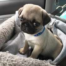 Мопс Череповец, в Череповце