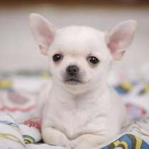 Чихуахуа Нижний Новгород, в Нижнем Новгороде