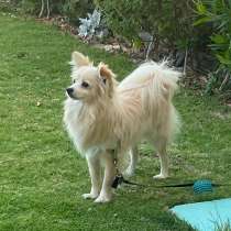 Male Pomeranian and Chihuahua mix invites a girl for mating, в г.Хургада