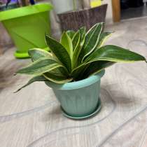 Сансевиерия Ханна, в Печоре