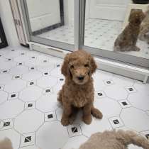 Шикарные щенки королевского пуделя, в Москве