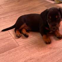 Такса, в Учалах