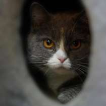 Фенюша, 4 года &mdash;круглолицая леди с янтарными глазами, в Москве