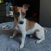 Отдам собаку, в Пензе