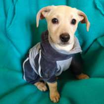 Маленький красивый щенок ищет дом, в г.Санкт-Петербург