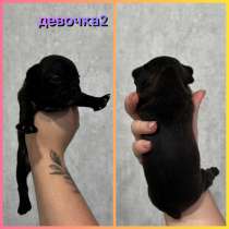 Французские бульдоги, в Волжский