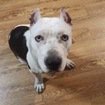 Щенки питбуль, в Новосибирске