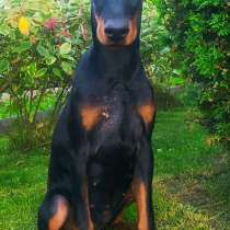 Щенки доберманп, в г.Минск