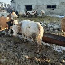 Коровы и бычки на убой, в Челябинске