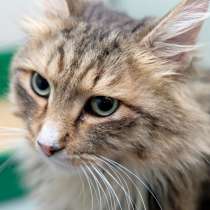 Трогательный Энжел мечтает стать домашним любимцем, в Москве