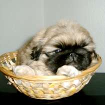 Пекинес Владикавказ, в Владикавказе