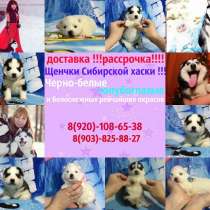 Знатные щеночки хаски, в Челябинске