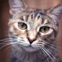 Юная кошечка со сладким именем Халва, в Москве