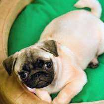 Мопс Якутск, в Якутске