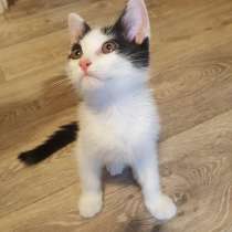 В добрые руки, в Москве