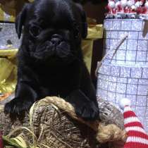 Щеночки Мопса Очень красивые, в Москве