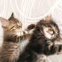Очаровательные котята-подкидыши, в Раменское