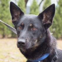 Ищем дом для добрейшей молодой собачки Дейзи, в Москве