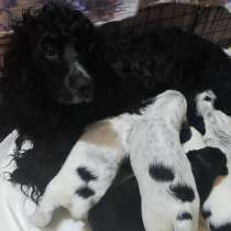 Русский охотничий спаниэль, в Урае