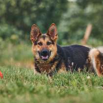 Гранд: возраст 1,5 г. метис от овчарки, в Москве