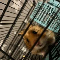 Сибирский хомяк, в Улан-Удэ