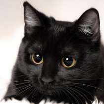Черный молодой красавец-кот Деймон в дар, в Москве