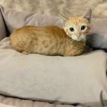 Отдам котенка в добрые руки, в Санкт-Петербурге