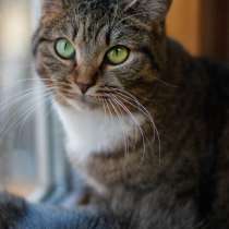 Мечтали о ласковой кошке?, в Москве