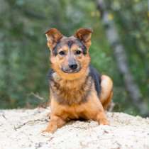 Алекс, молодой, некрупный парень-стесняшка ищет дом, в Москве