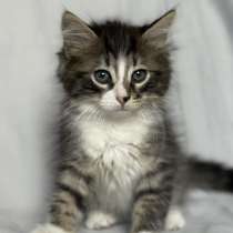 Котята ищут дом, в Москве