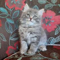 Котята от сибирских кошек, в Перми