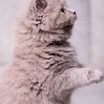 Британская длинношерстная лиловая девочка, в Москве