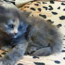 Продам пушистую красавицу с серебристым подшерстком, в Санкт-Петербурге