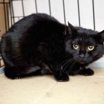 Скромная Кэролайн в поисках уютного дома, в Москве