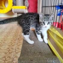 Очаровательный котенок Сёма в дар, в Москве