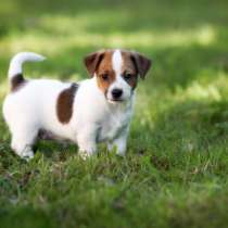 Джек расел Курган, в Кургане