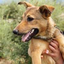 Щенок Нита В ПОИСКАХ ДОМА!, в Подольске