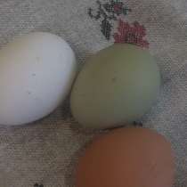 Продам яйцо инкубационное Амероукана порода курей, в г.Берёза