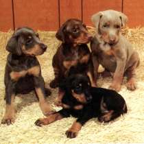 Доберман Мурманск, в Мурманске