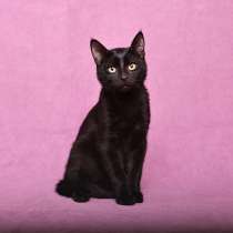 Ласковый и игривый черный котенок-подросток Степа в дар, в г.Москва