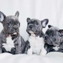 Французский бульдог Чита, в Чите