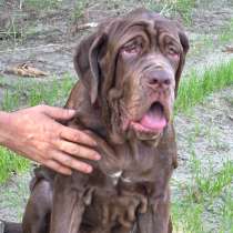 Щенки Неаполитанского мастифа, в Москве