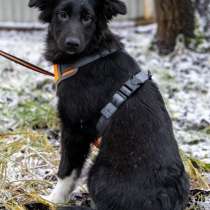 Ищем Боне надёжный дом, в Москве