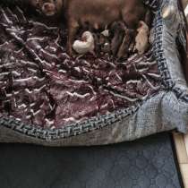 Чихуахуа, в Ростове-на-Дону